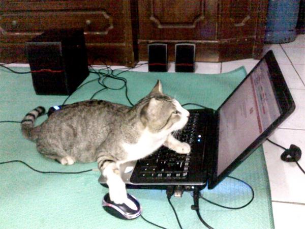 Follow KITTEN to avoid your next cyber security incident 1
