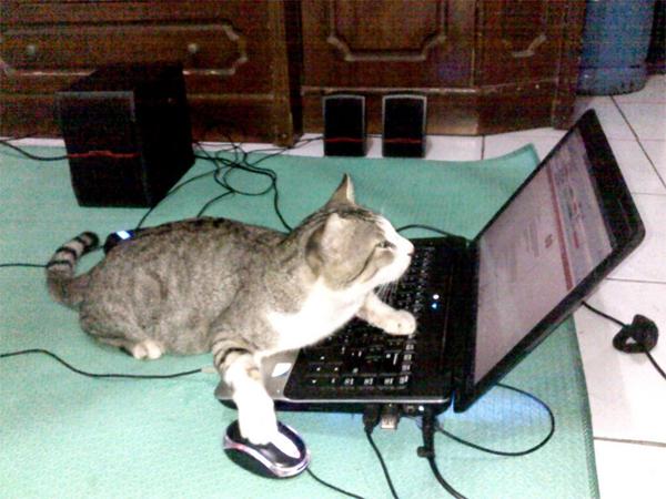 Follow KITTEN to avoid your next cyber security incident 3